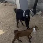 عنزعارضيه معها تيس
