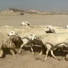 غنم حرية رخال صنف ومراح واحد ماشاءالله