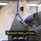 ايواء وعسف خيل(الدوادمي)
