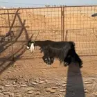 معزا