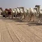 ذود 21 متن وضح كفوو