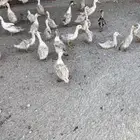بط بكين