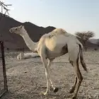 للبيع بكره جاهزه للمناخ