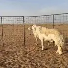 فحل صنف مشروط