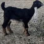 جفره داغور ( تم البيع )