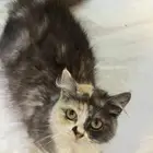 قط انثى للتبني