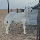 مشروع فحل صنف الصنف من مراح قوي