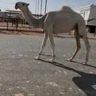 قعود باتلي
