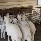 خرفان حريات من عيال الغنم حقتي طيبات