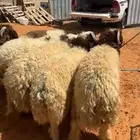 خرفان نعيم