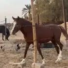 عرض فرس ومهر