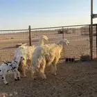 رخال نجد
