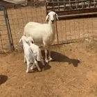 حريه معها ثنين تم البيع