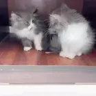 قطط شيرازي وهيمالا