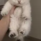 سكوتش ستريت انثى للبيع