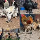 براهمة كولومبي الاصلي احجام تب التب