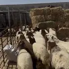 ذبايح نعيم بري هرافي بلدي