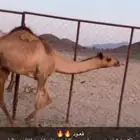 قعود للبيع