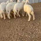 طليان حريات هرفي فاخر