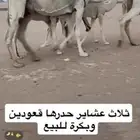 ثلاث خلفات ولقحة