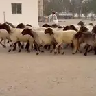 غنم نعيم العدد 58 صنف فاخره ومرسسه والوان دبس وتقوة امراح