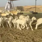 غنم حرية متابيع صنف تمتاز بلجرم والشعرا الحرشا 58 تحت 35