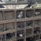 حمام زاجل وسلفر وفرنسي