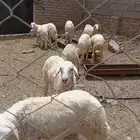 خرفان للبيع