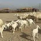 غنم حرية رخال صنف متابيع 60 تحتها 17