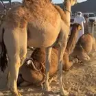 قعود بلدي شرط
