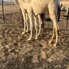للبيع بكره