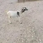 عنز بيشية ولدت قبل ثلاث شهور