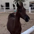 للبيع افراس واهو ومهرات واهو وافراس شعبيه