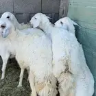 5 رخال جذع دفيع على السونار