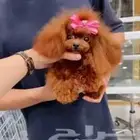 بودل الصيني