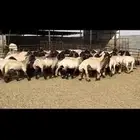 جذعات نعيم صنف .