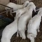 الموقع الدوادمي