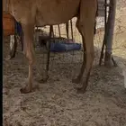 للبيع قعود قصب
