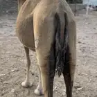 نياق للبيع لقحات الرجاء قراة التفاصيل بالاعلان
