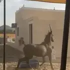 حصان شعبي حاار
