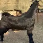 مشروع تيس ادغس فاخر