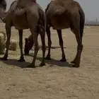 ناقتين صفر من6900