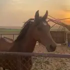 فرس شعبيه للبيع