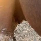 ناقه خلفه معها بكره