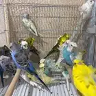 ازوج بادجي هوقو