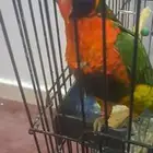 بغبغاء لوري تربيه