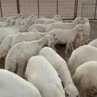 بهم حري جبر وطيب
