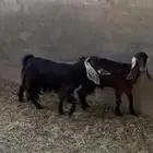 معز عوارض دفيع