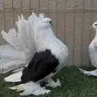 طبه رقاص مكتف امريكي