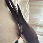 كروان ضاع يوم الخميس في عودة المكافأة 250ريال